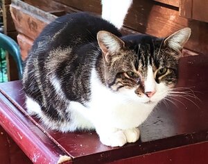 Adopter Ophélie