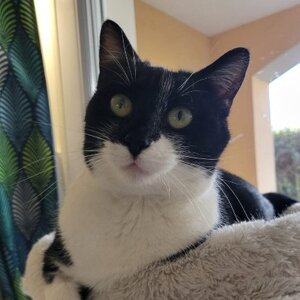 Adopter Oréa