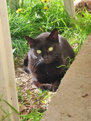 Adopter Orea