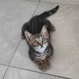 Adopter Oreo