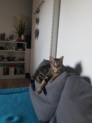 Adopter Orion