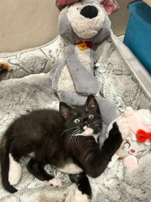 Adopter Orion