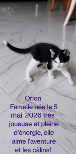 Adopter Orion