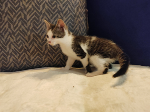 Adopter Orion