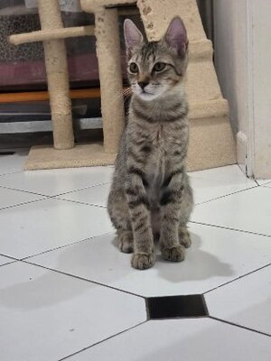 Adopter Orphy