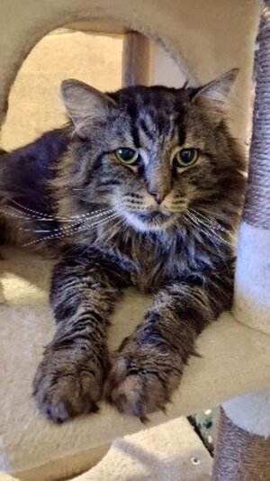 Adopter Oscar
