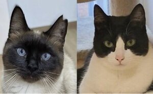 Adopter Oscar et betty