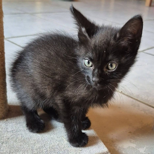Adopter Osiris