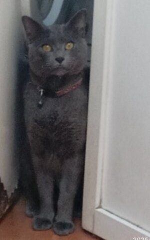 Adopter Otto