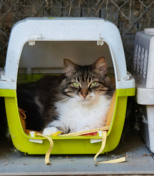 Adopter Oualy