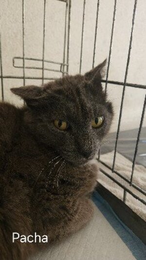 Adopter Pacha