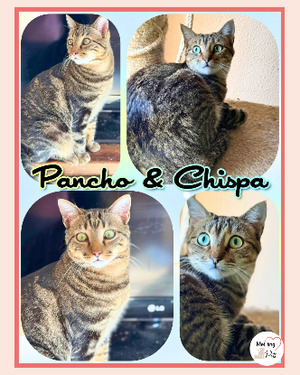 Adopter Pancho & chispa