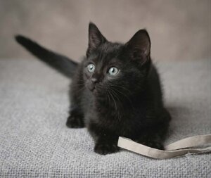 Adopter Pantere