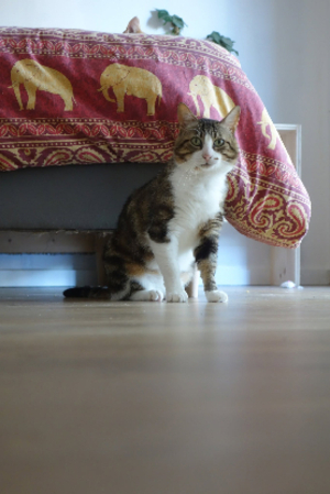 Adopter Pantoufle