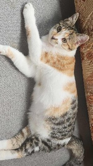 Adopter Panzani