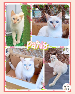 Adopter Paris