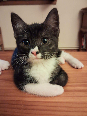 Adopter Patty