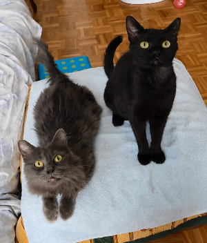 Adopter Pazia et blyra a ensemble