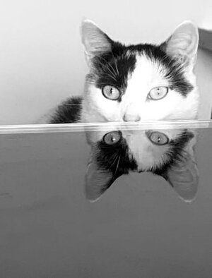 Adopter Peaky