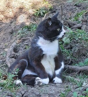 Adopter Pelote