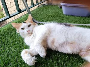 Adopter Pénélope