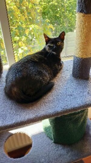 Adopter Penelope