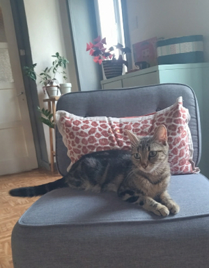 Adopter Pénélope