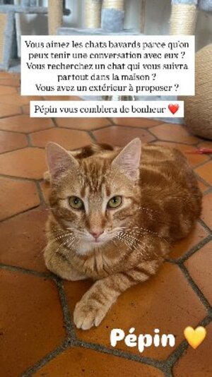 Adopter Pépin