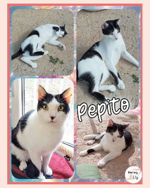 Adopter Pepito