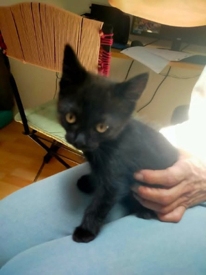 Adopter Pepper