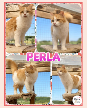 Adopter Perla