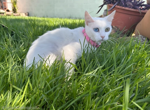 Adopter Perla