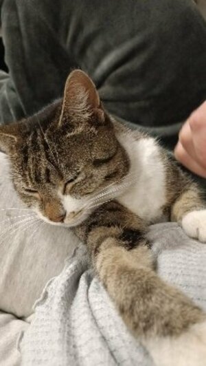 Adopter Perle