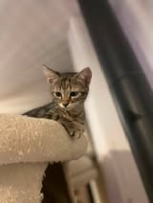Adopter Perle