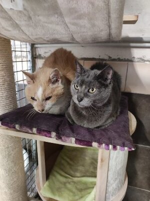 Adopter Perle & ptitbout