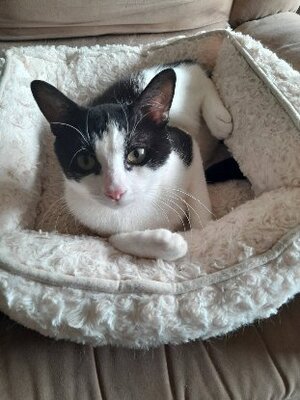Adopter Peter