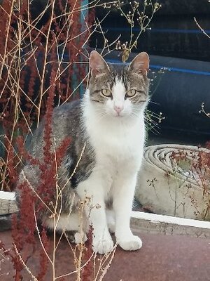 Adopter Petitou
