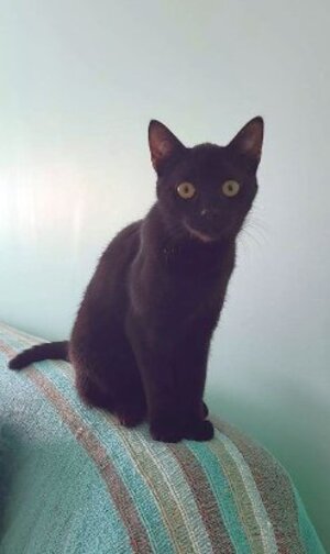 Adopter Phoeby