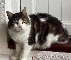Adopter Phoenix