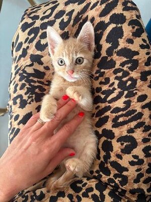 Adopter Phoenix