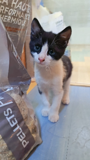 Adopter Piko