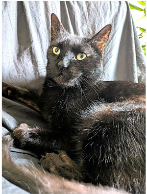 Adopter Pilgrim