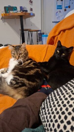 Adopter Ping et yang