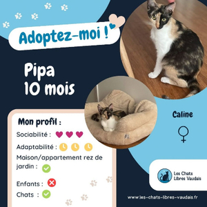 Adopter Pipa