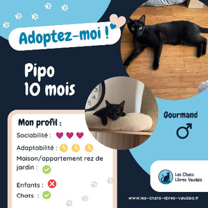 Adopter Pipo
