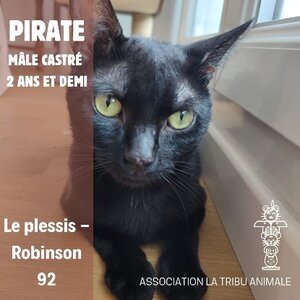 Adopter Pirate