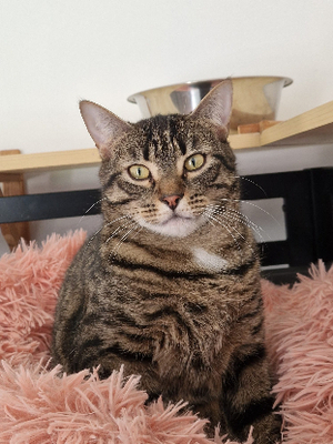 Adopter Pirate