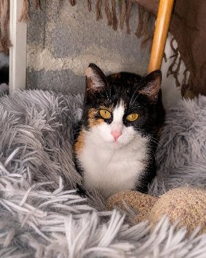 Adopter Pitchoune