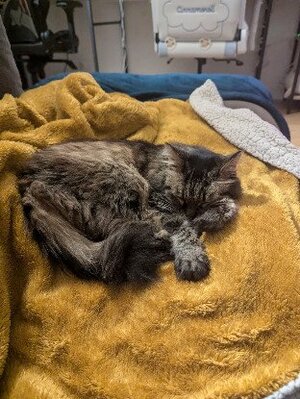 Adopter Pitchoune