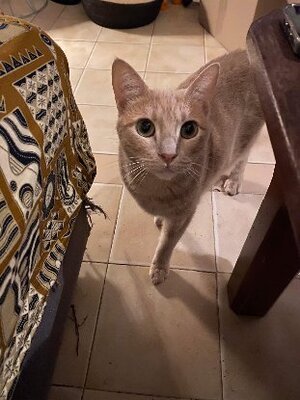 Adopter Pollux